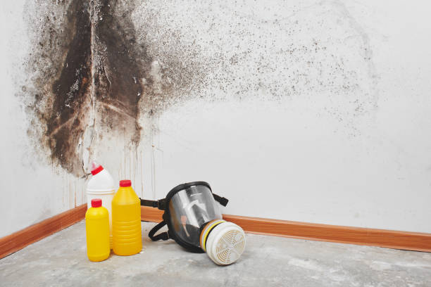 Mold Removal and Inspection in Hurley, MS
