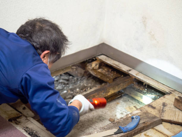 Best Toxic Mold Removal  in Hurley, MS