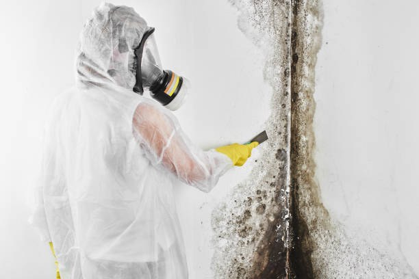 Best Same-Day Mold Removal  in Hurley, MS
