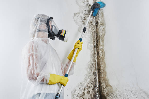 Trusted Hurley, MS Mold Removal Experts