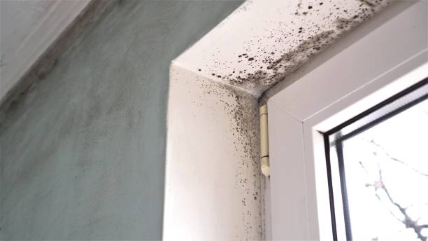 Best Best Mold Removal Companies  in Hurley, MS