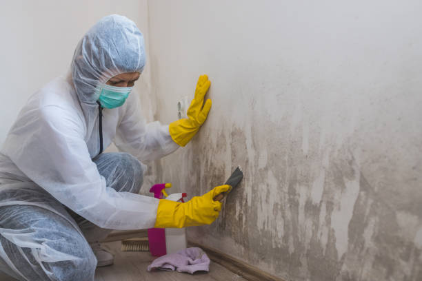 Best Mold Testing  in Hurley, MS