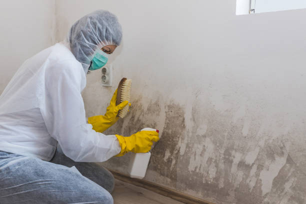 Best Home Mold Removal  in Hurley, MS