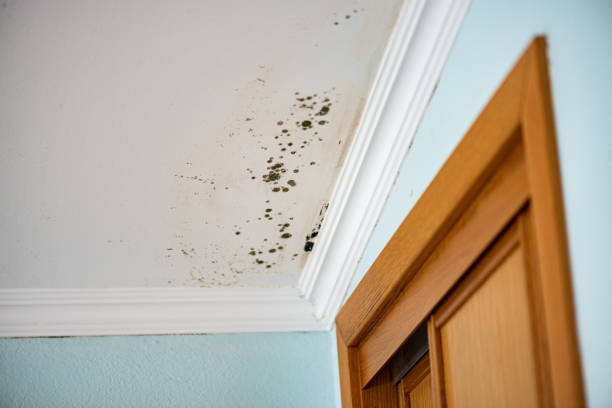 Best Affordable Mold Removal  in Hurley, MS