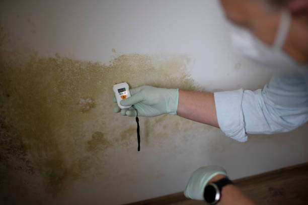 Best Attic Mold Removal  in Hurley, MS