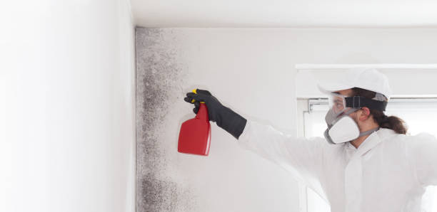 Best Same-Day Mold Removal  in Hurley, MS