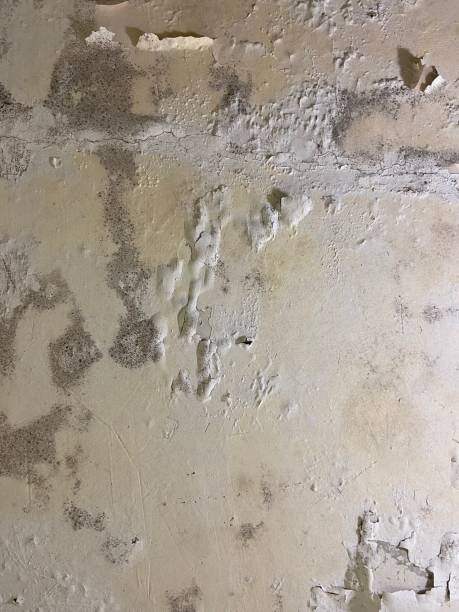 Best Mold Remediation Experts  in Hurley, MS