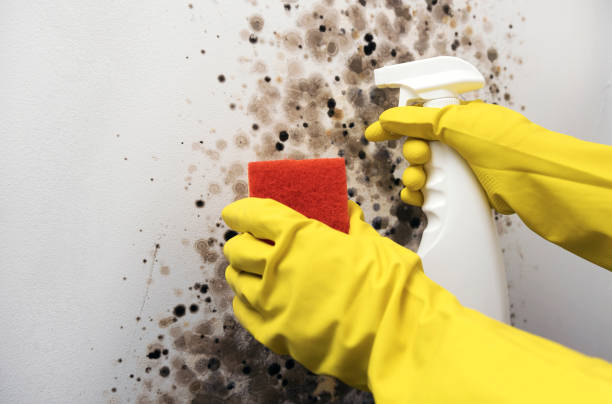 Best Commercial Mold Removal  in Hurley, MS