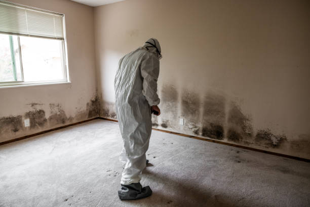 Best Mold Testing  in Hurley, MS