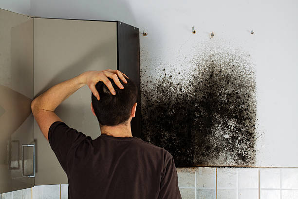Best Fast Mold Removal  in Hurley, MS