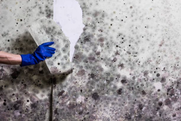 Best Mold Removal Company Near Me  in Hurley, MS